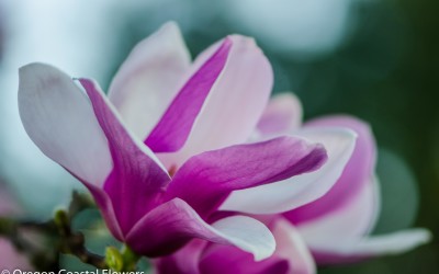 Lavender Magnolia Blooming Branches Wholesale