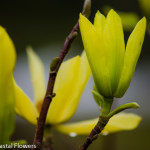 Blooming Yellow Tulip Magnolia Branches