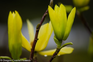 Japanese Magnolia Flowering Branches in full bloom on the Oregon Coast.