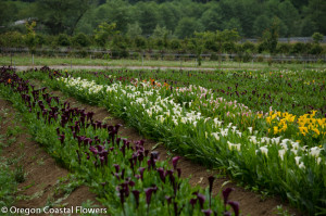 American Grown Mini Calla Lily Flowers