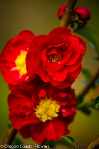 Salmon Quince Cut Branches