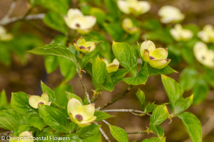 Green Flowering Dogwood Branches