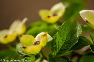 Green Flowering Dogwood Branches