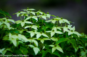 Green Flowering Dogwood Branches