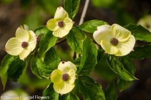 Green Flowering Dogwood Wedding Branches