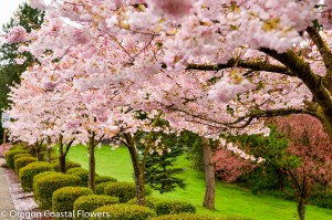 Pink Cherry Blossoms Flowering Branches 2.23.17