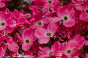 Flowering Dogwood wholesale branches now shipping.
