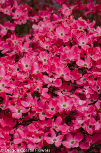 Pink Flowering Dogwood Branches
