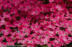 Pink Flowering Dogwood Branches