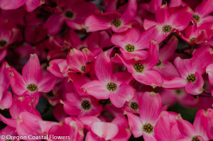 Spring Flowering Dogwood Branches
