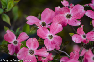 Pink Flowering Dogwood Branches
