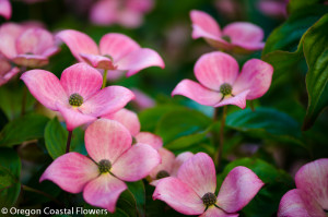 Specialty Cut Pink Blooming Dogwood Branches