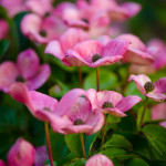 Specialty Cut Pink Flowering Dogwood