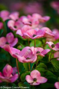 Specialty Cut Pink Flowering Dogwood