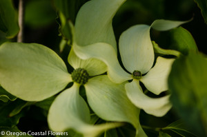 Spring Blooming Green Flowering Dogwood Branches