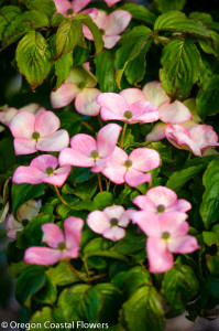 Spring Blooming Pink Flowering Dogwood Branches