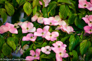 Spring Blooming Pink Flowering Dogwood Branches