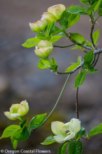 Spring Flowering Dogwood Branches