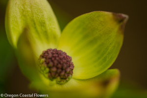 Spring Wedding Green Flowering Dogwood Branches