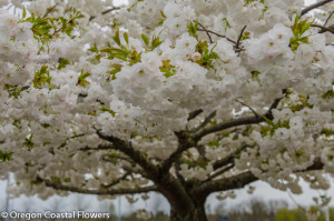 White Cherry Branches Wholesale Oregon Coastal Flowers