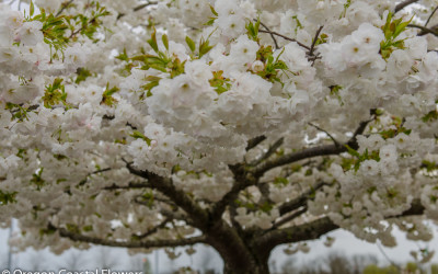 White Cherry Branches Wholesale Oregon Coastal Flowers