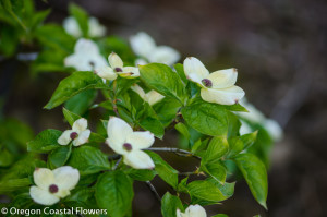 White Flowering Dogwood