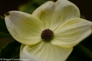 White Flowering Dogwood Branches