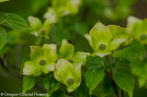 Wholesale Flowering Dogwood Branches