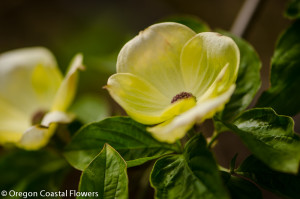 Wholesale Green Flowering Dogwood