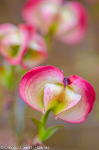Pink or Green Flowering Dogwood Branches