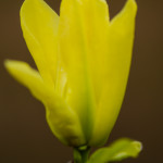 Yellow Flowering Tulip Magnolia Branches