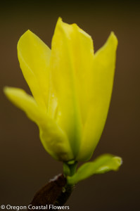 Yellow Tulip Magnolia Flowering Branches 4.17.17