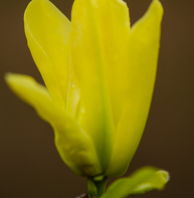 Yellow Flowering Tulip Magnolia Branches