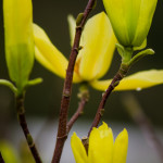 Yellow Japanese Magnolia Branches