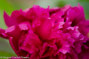 American Grown Coral Charm, Pink, Red, White Peonies