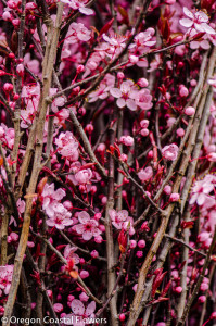 hot pink prunus branches