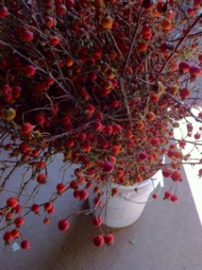 Tall Rose Hips Available for Fall Events.