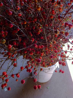 Large Wholesale Rose Hips