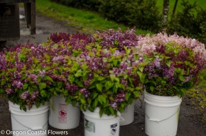 Lavender and Purple Lilac