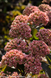 Locally Grown Pink Snowball Viburnum