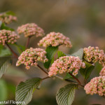 Perfect Pink Snowball Viburnum