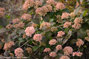 Pink Snowball Viburnum