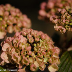 Pink Snowball Viburnum Wedding Flowers