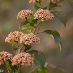 Pink Spring Snowball Viburnum