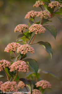 Pink Spring Snowball Viburnum