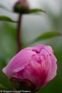 Wholesale, Pink, White, Red Peonies Locally Grown.