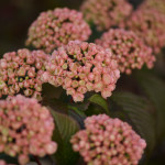 Spring Blooming Pink Snowball Viburnum