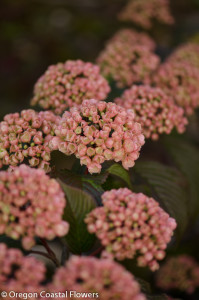 4.25.19 Pink Snowball Viburnum Mary Milton Viburnum Specialty Cut Flowers