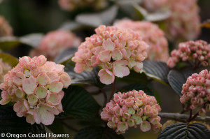 Wholesale Pink Snowball Viburnum