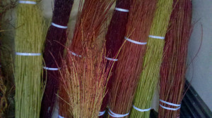 Hand Stripped Yellow Dogwood Branches